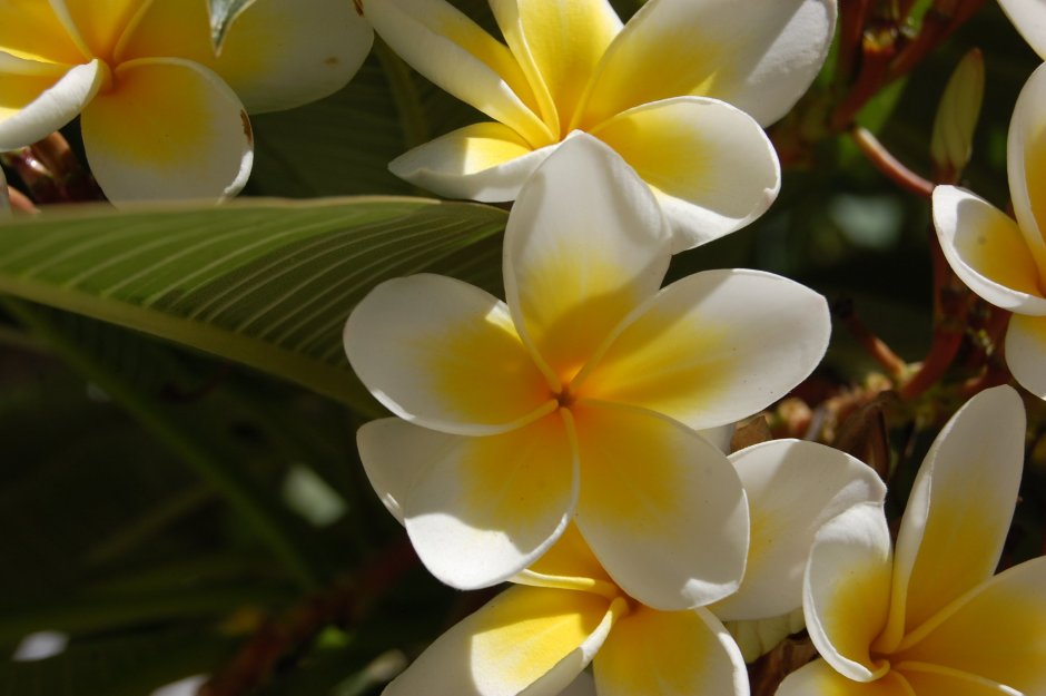 Тайский цветок Плюмерия