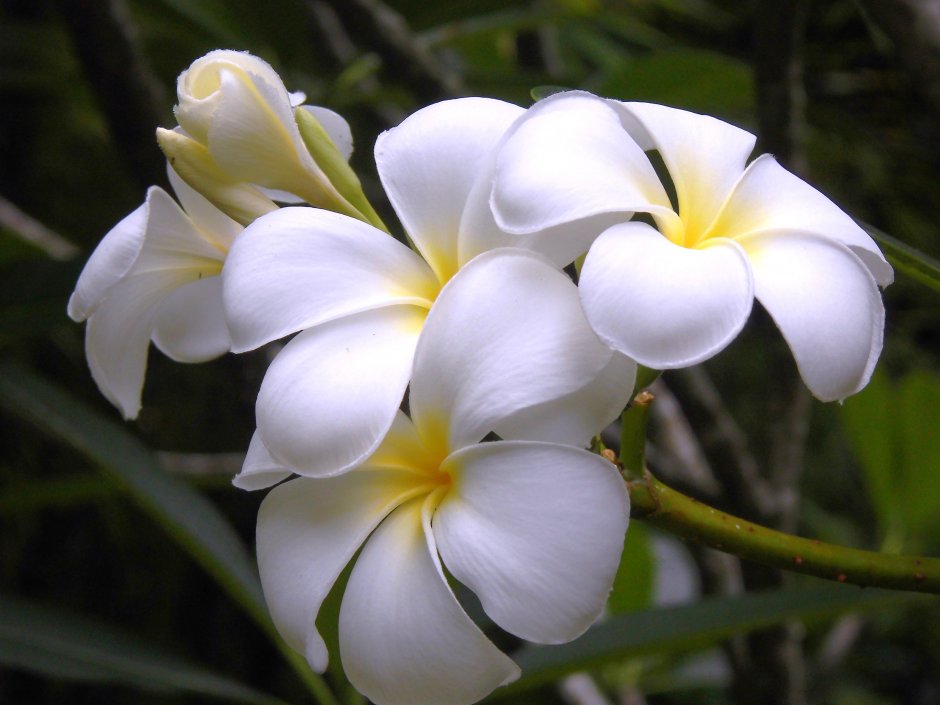 Таиландский цветок