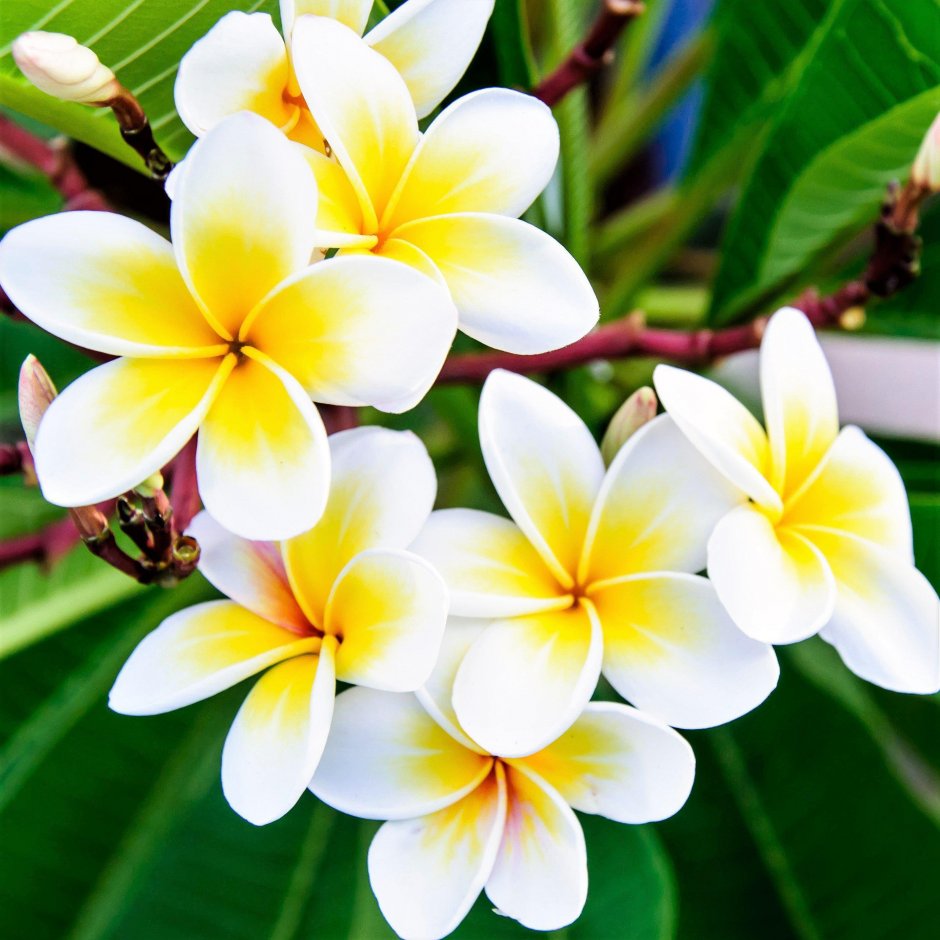 Цветы Плюмерия Франжипани