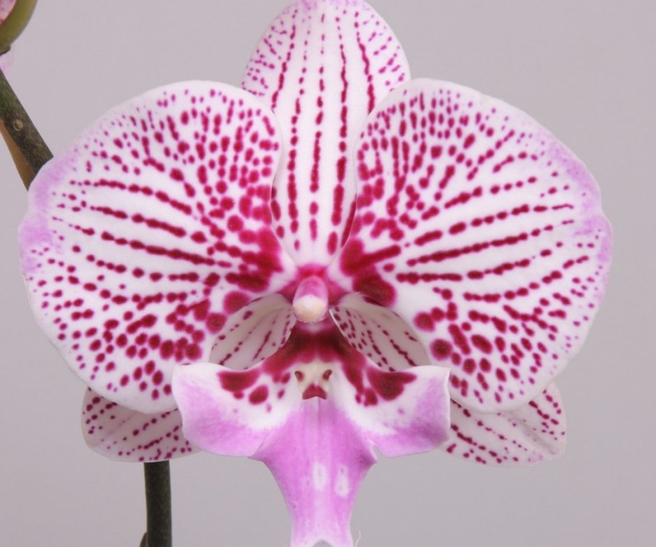 Белый Биг лип Орхидея