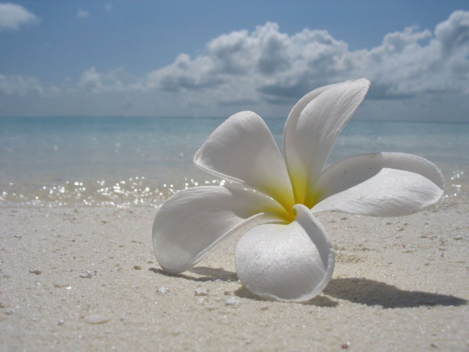 Цветок в тайланде белый