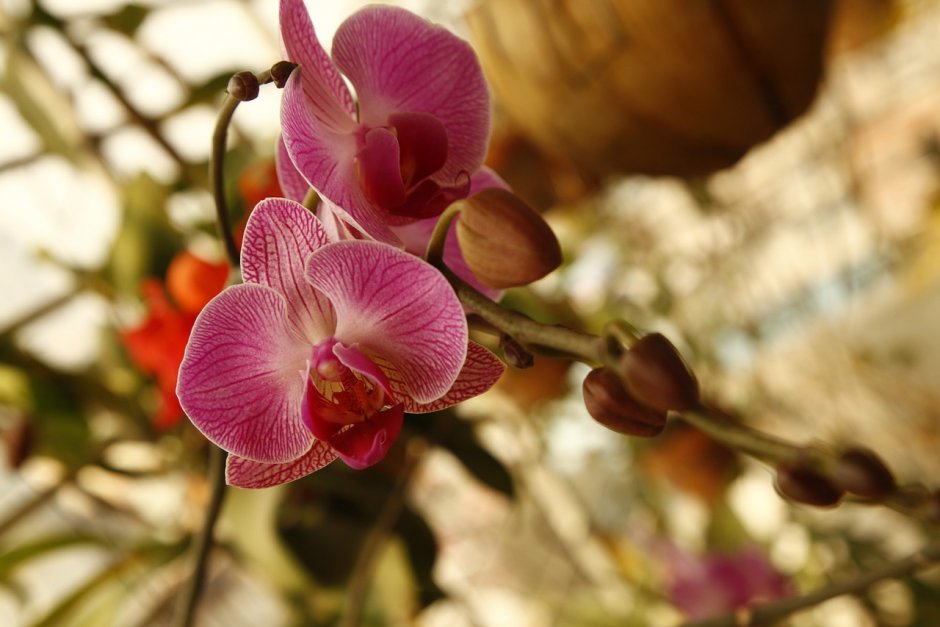 Phalaenopsis гибриды