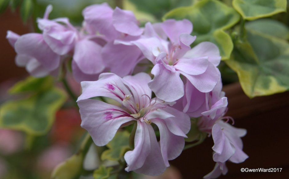 Пеларгония Cotta Amethyst