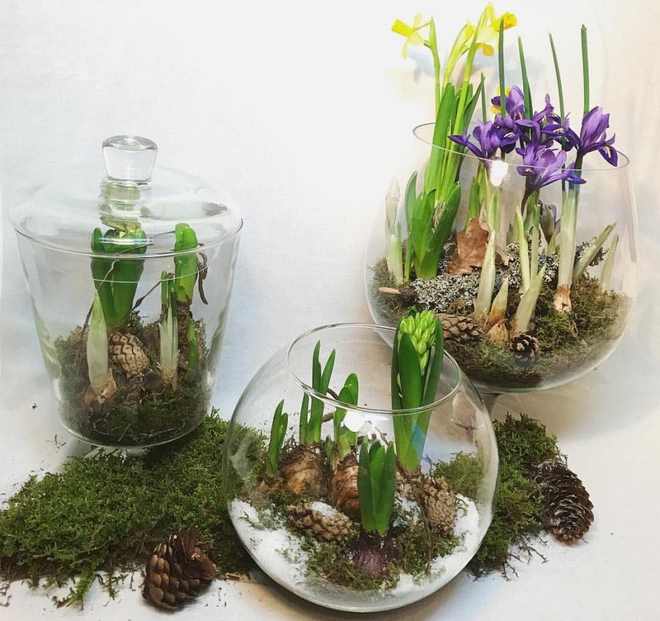 Луковичные комнатные цветы гиацинт
