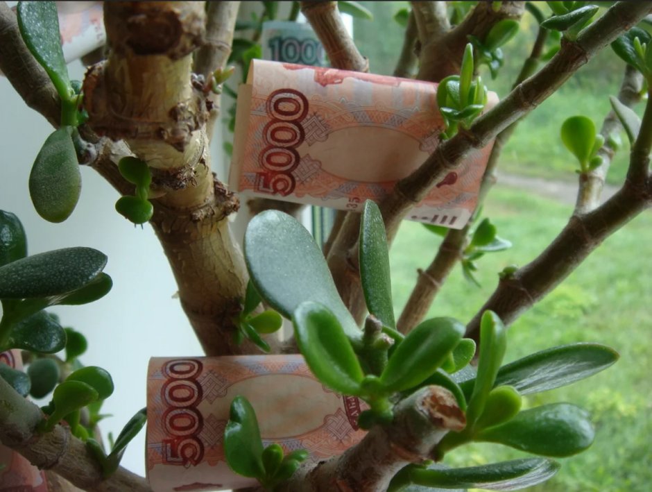 Толстянка денежное дерево фен-шуй