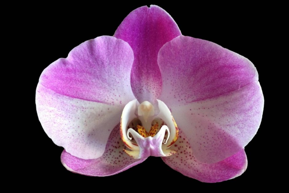Орхидея Пинлонг черри