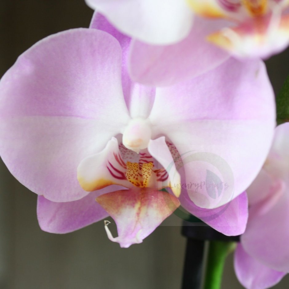 Орхидея Phalaenopsis Cobrion