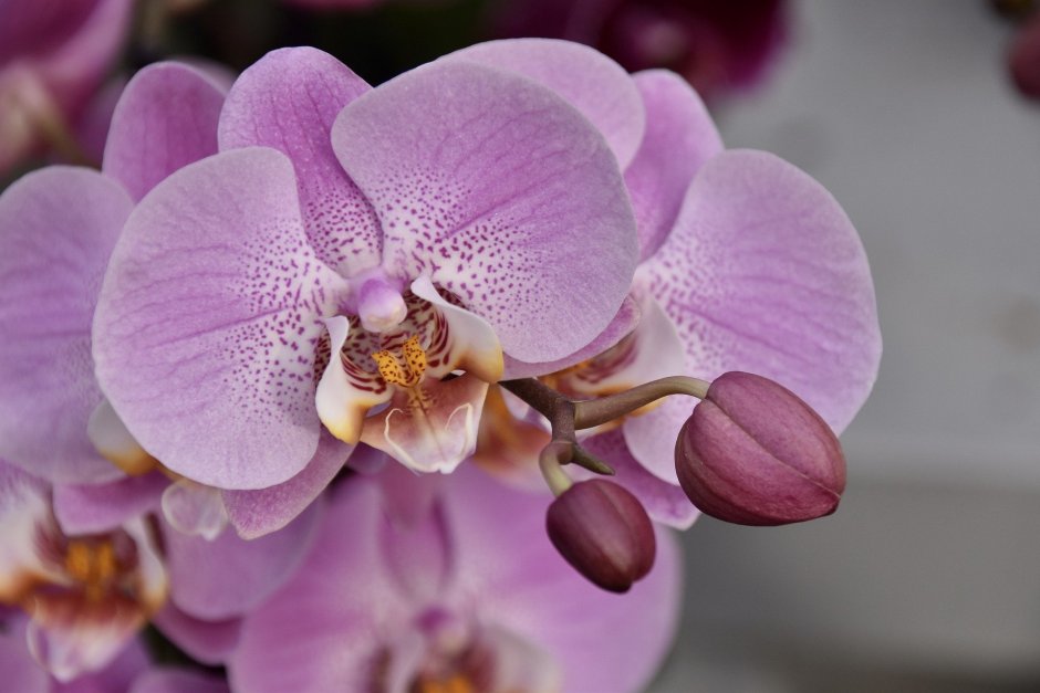 Орхидея фаленопсис Монро