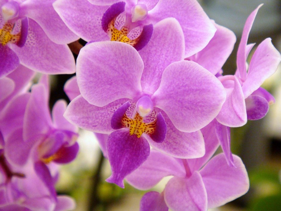 Карибиан Дрим Орхидея