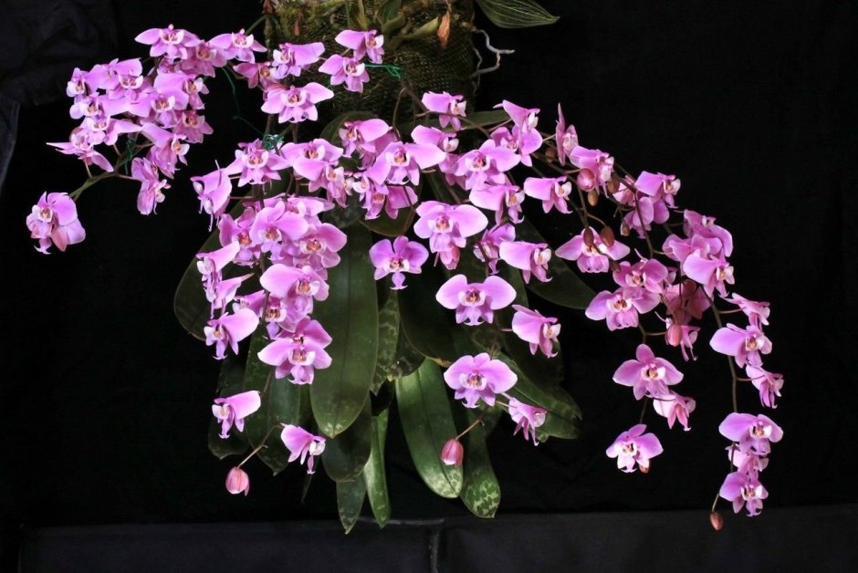 Орхидея фаленопсис Каталина