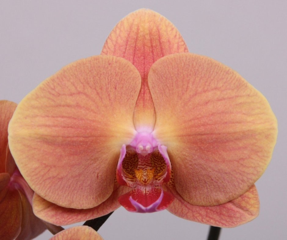 Фаленопсис Phal Pink