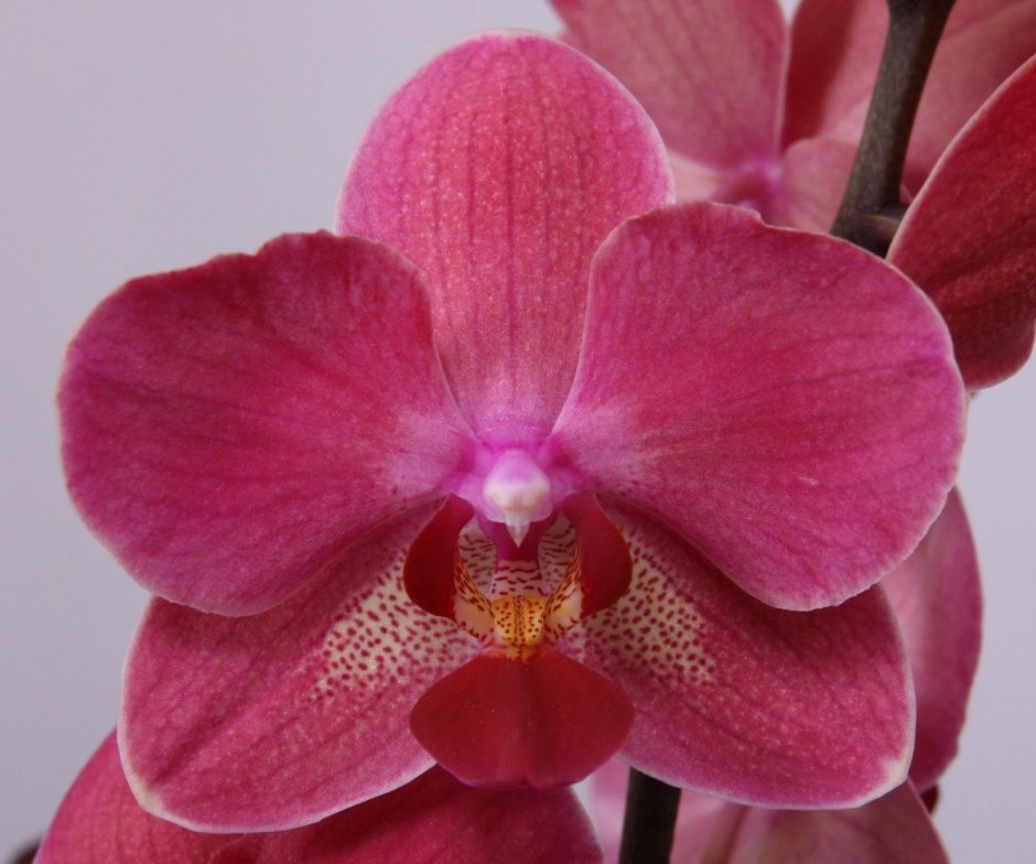 Jiaho's Pink Орхидея