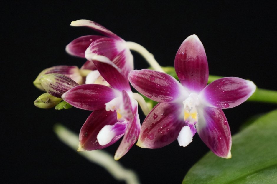 Phal. Tetraspis