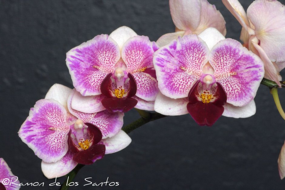 Phal. Little Gem Stripes (peloric - 2 Eyes)