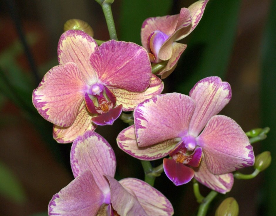 Lush Orchids Phalaenopsis