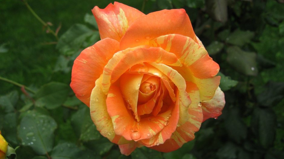 Оранжевые чайно гибридные розы сорта