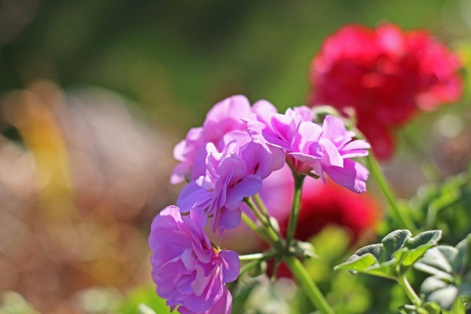 Pelargonium Roseum Willd.