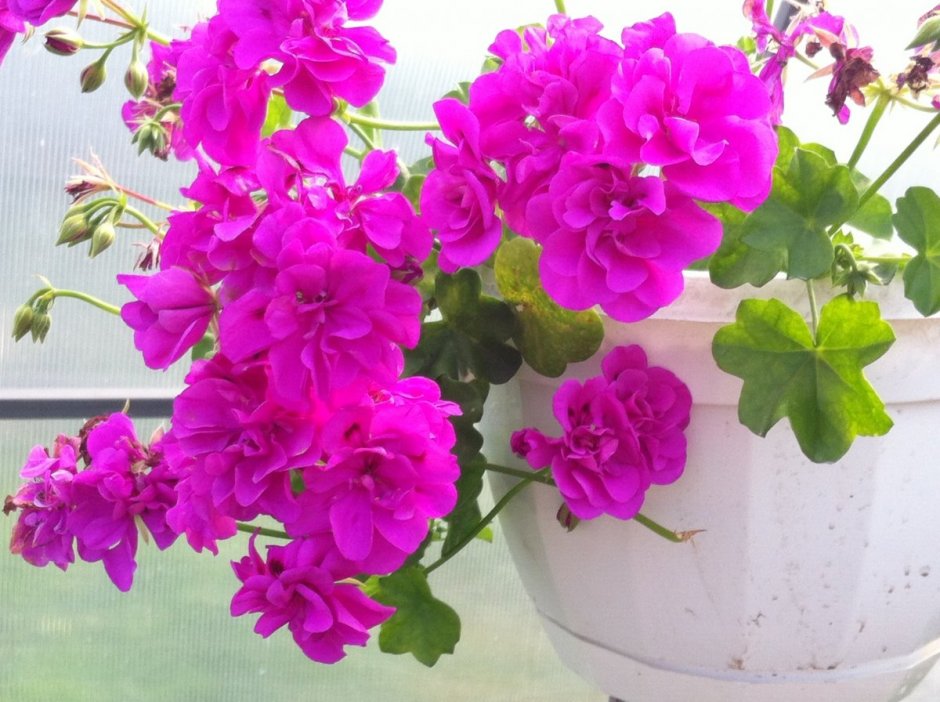 Pink Geranium пеларгония