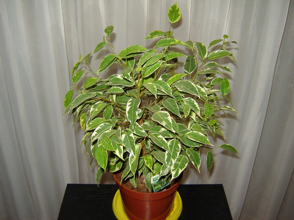 Ficus 3d