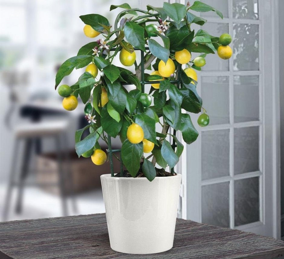 Лимонное дерево искусственное