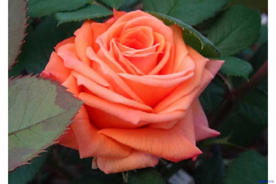 Сорт розы лолипоп