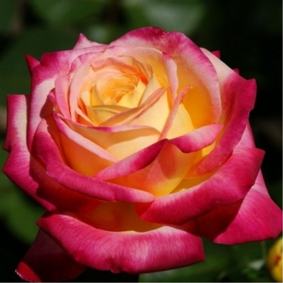 Роза чайно-гибридная Пульман Ориент
