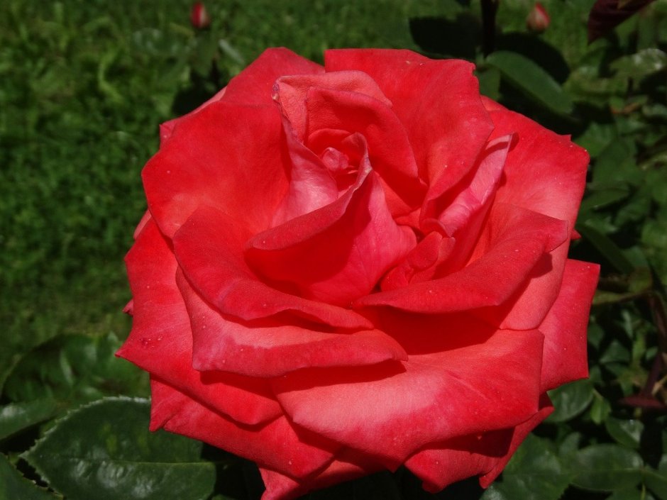 Роза чайно-гибридная Карамболь