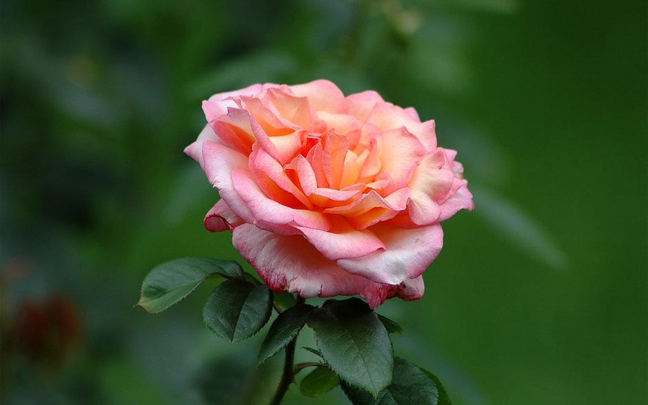 Роза флорибунда желто розовая