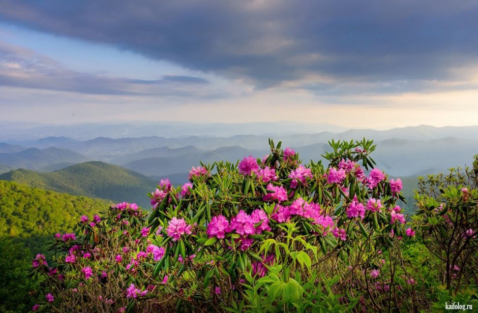 Абхазия цветение рододендроны