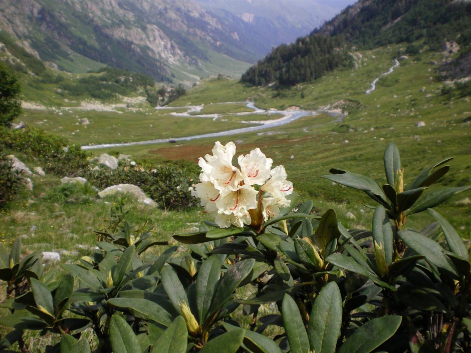 Рододендрон горный кавказский