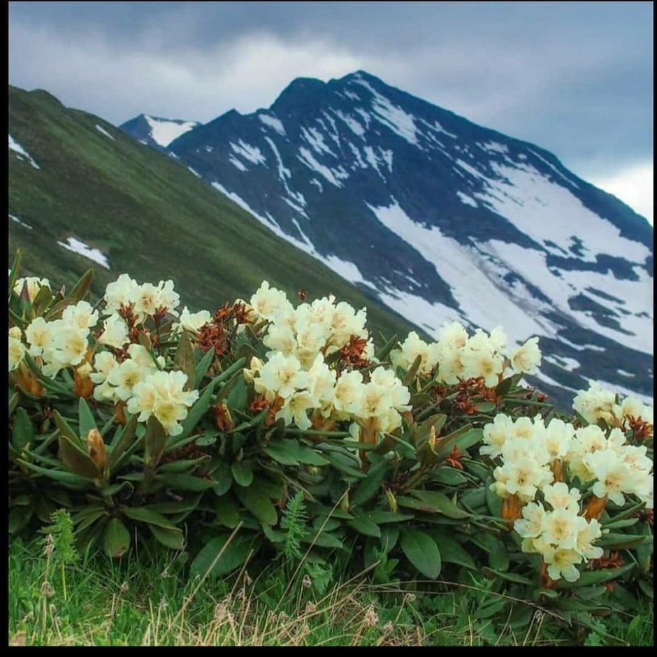 Рододендрон Кавказ Адыгея