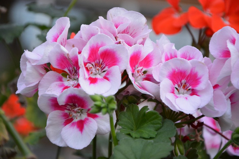 Пеларгониум розовый (Pelargonium Roseum)