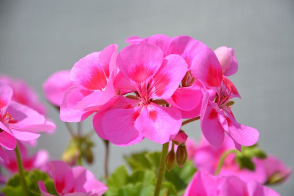 Пеларгония Pelargonium Roseum