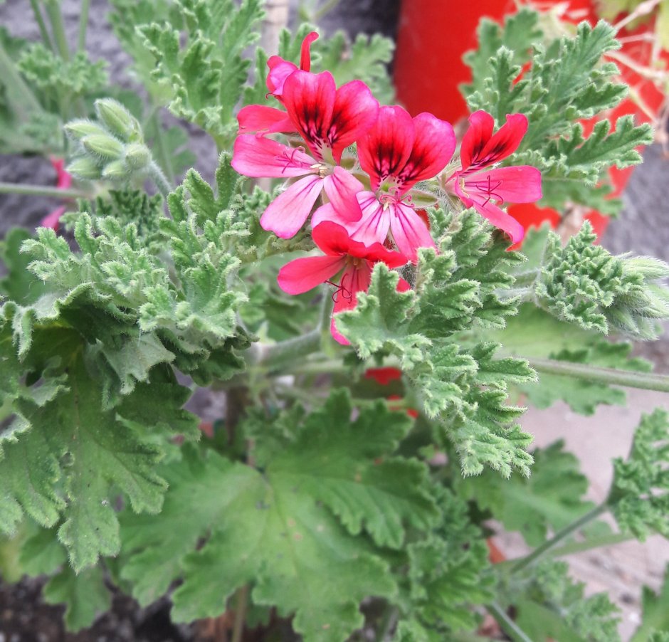 Пеларгония Pelargonium Florella Magenta