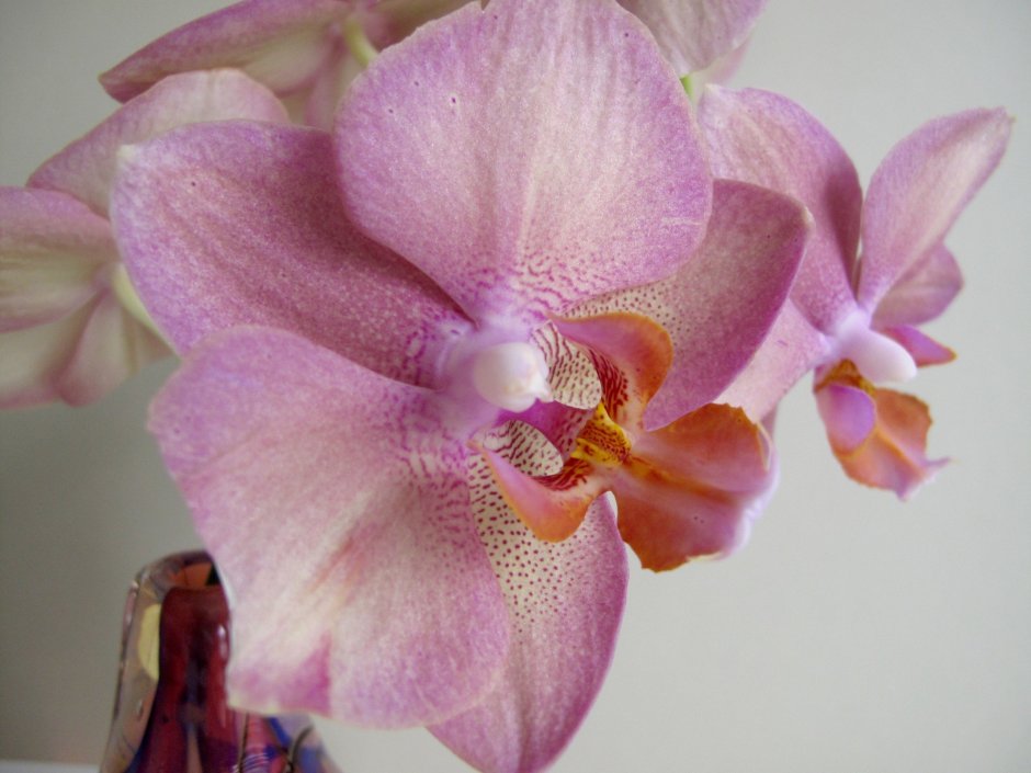 Phalaenopsis Queens Kizz - орхидеи