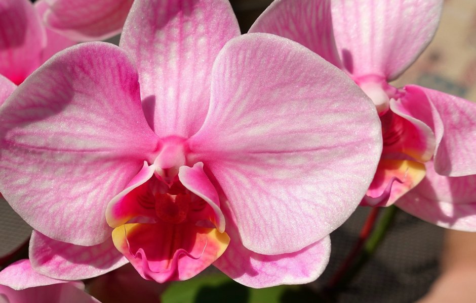 Phal. Miki Maple Red '3804'