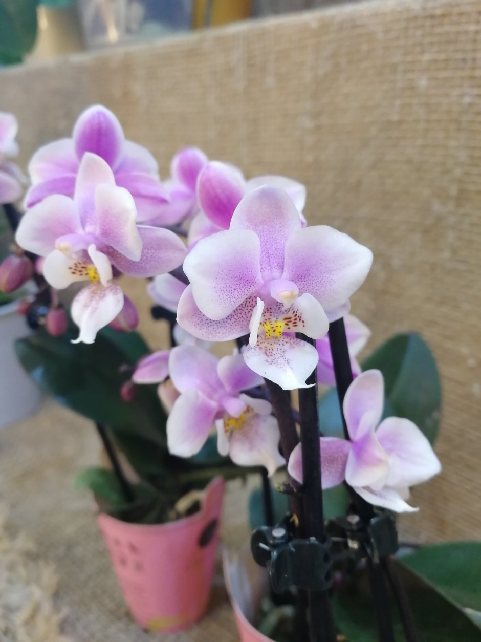 Фаленопсис Phal Pink