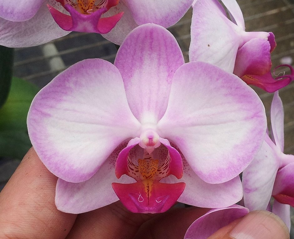 Фаленопсис Phal Pink