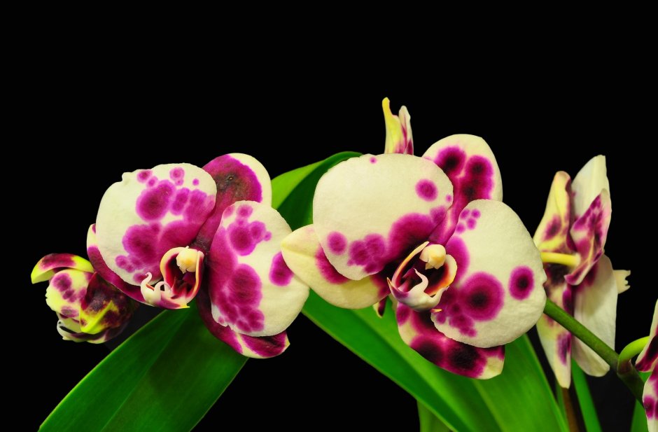 Бирюзовая Орхидея фаленопсис
