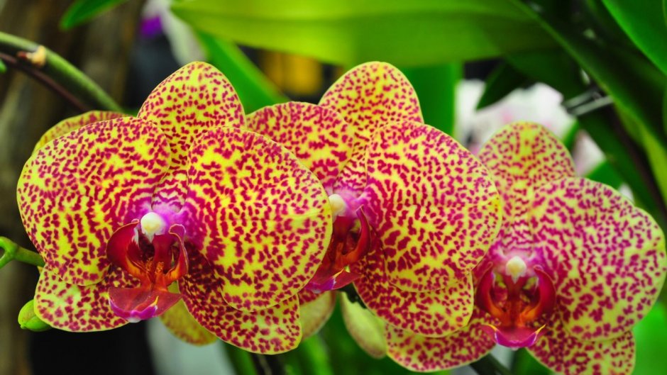 Орхидея фаленопсис Амадеус