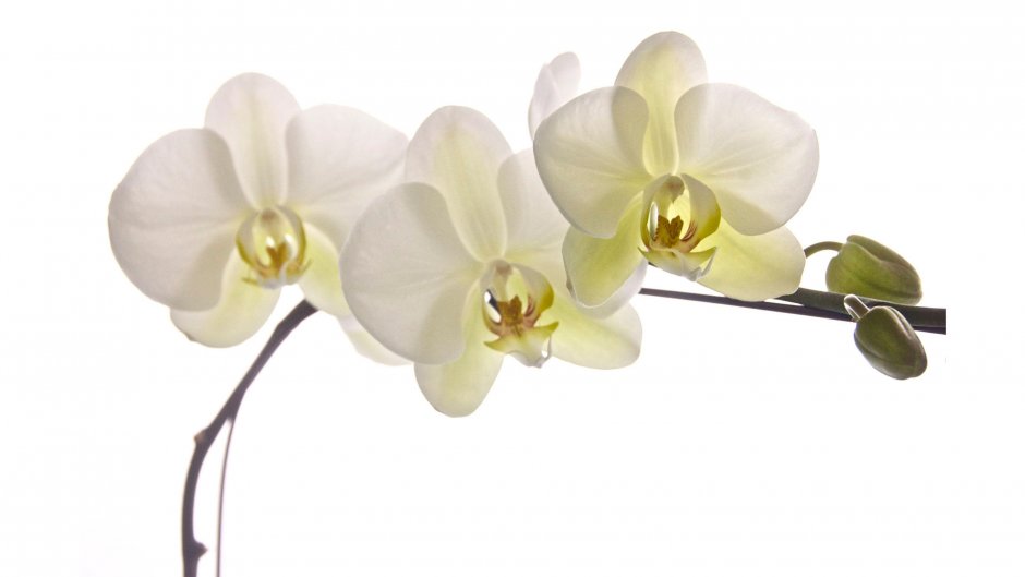 Орхидея Pusan