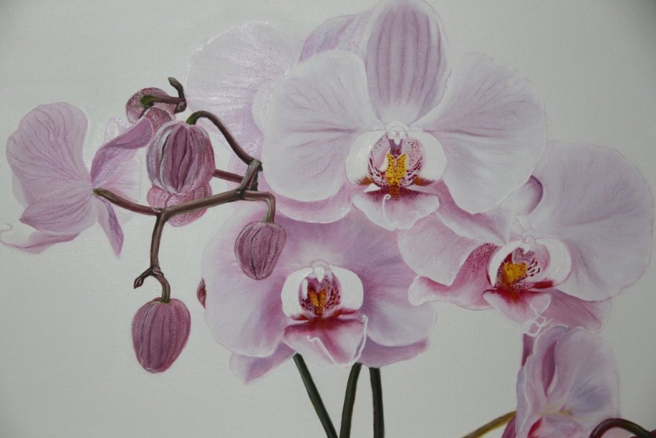 Орхидея фаленопсис Anastasia