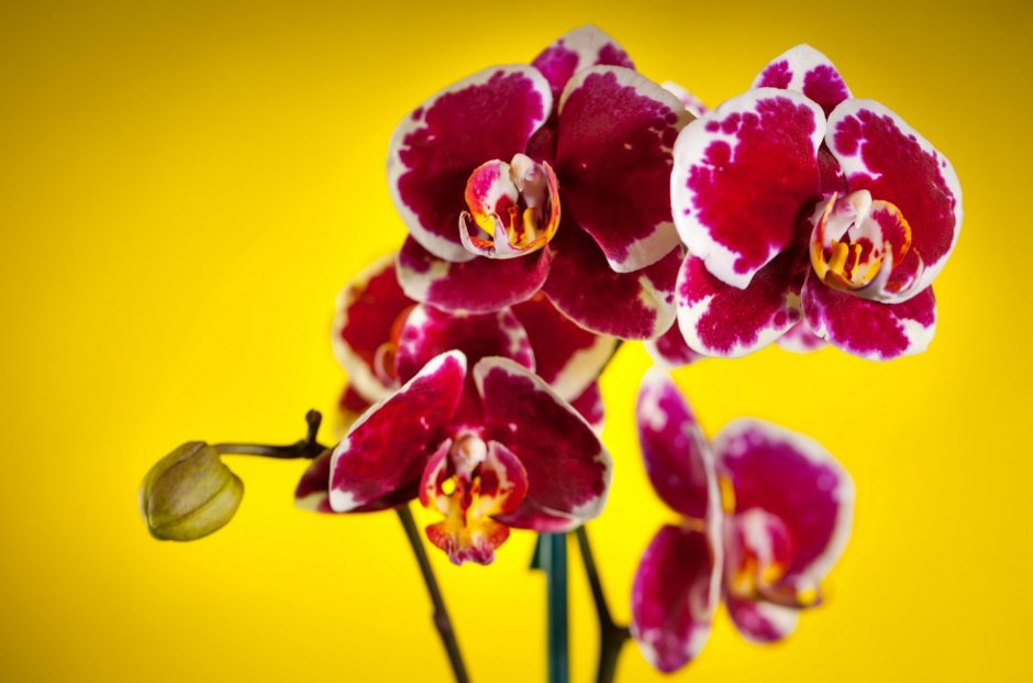 Орхидея фаленопсис фон