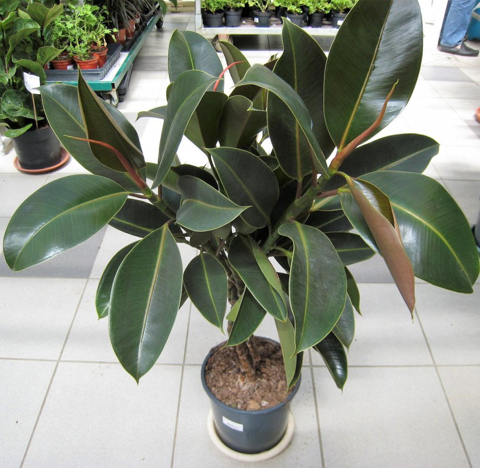 Фикус каучуконосный Ficus elastica