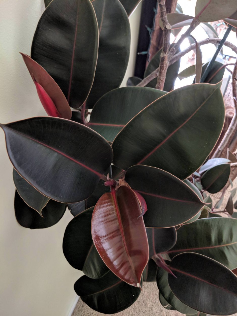 Фикус каучуконосный Ficus elastica