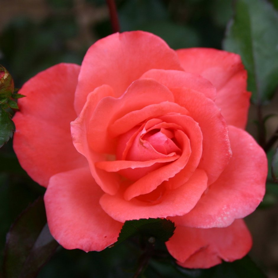 Мишель Серро Michel Serrault роза аромат