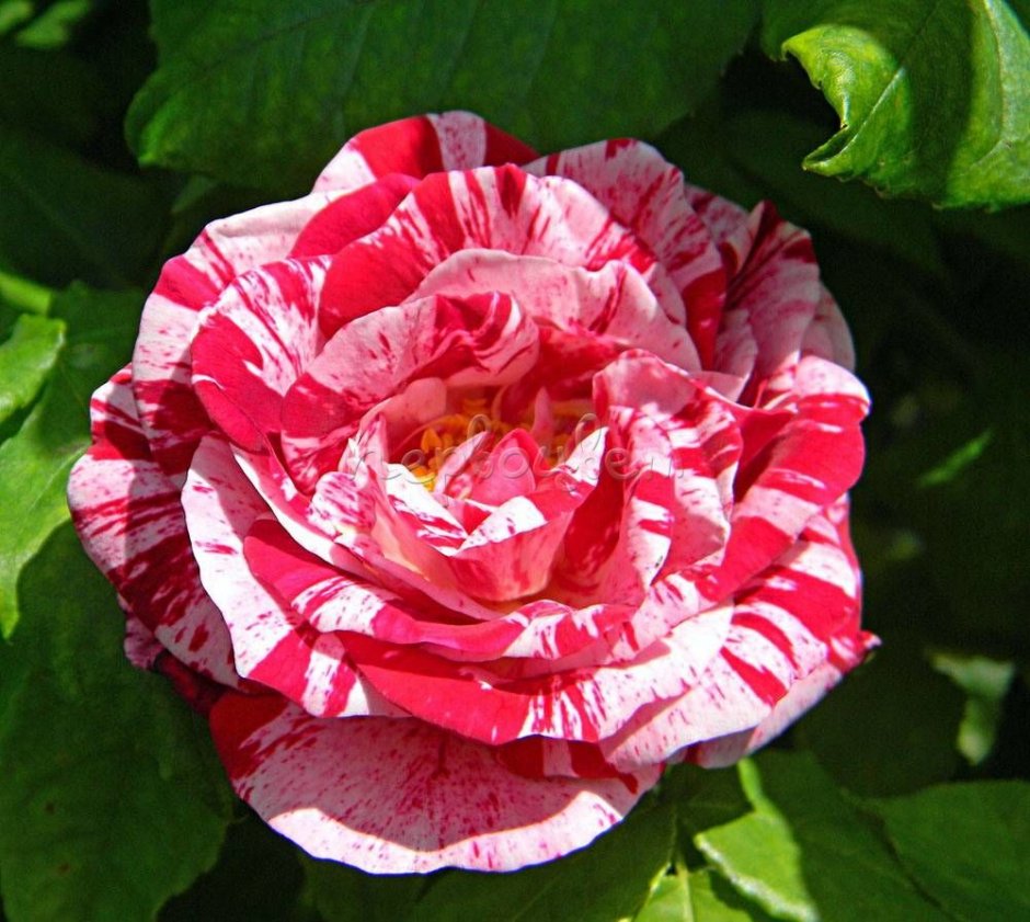 Сорт розы George Dickson