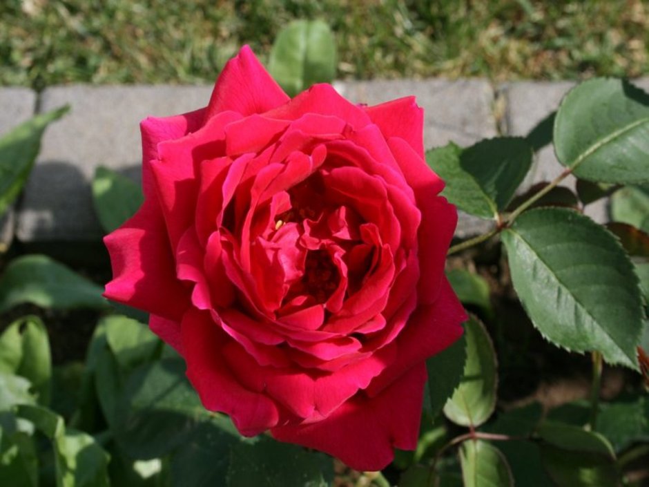 Сорт розы George Dickson