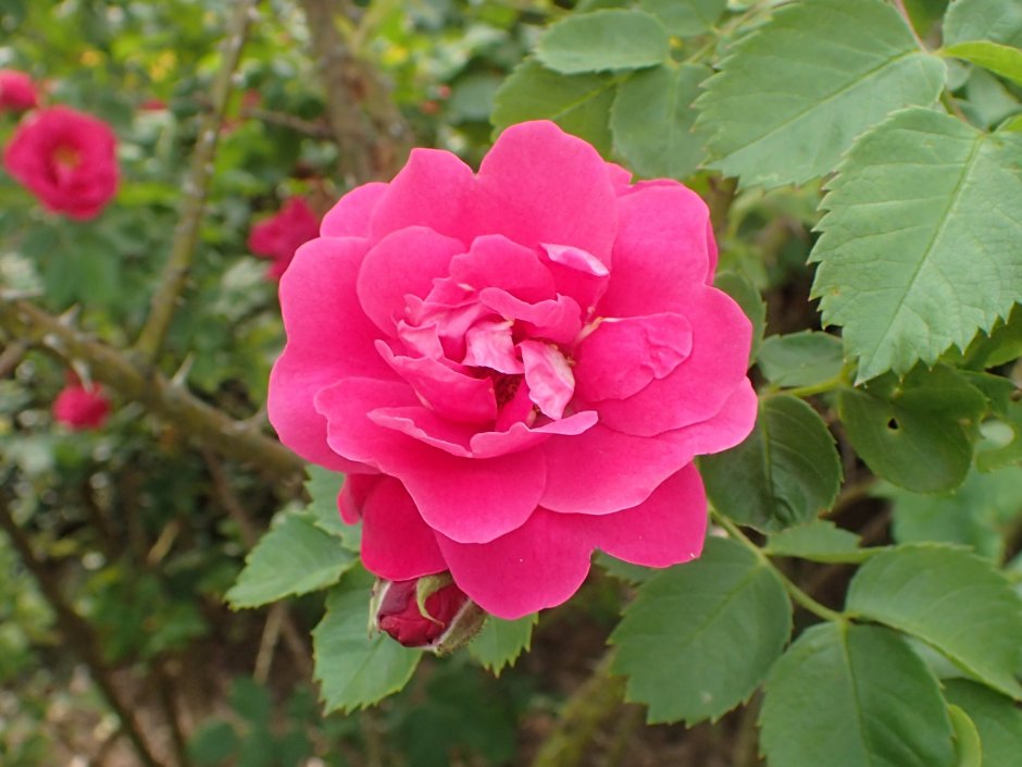 Роза Лилак топаз