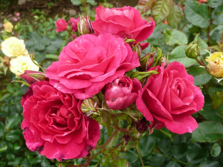 Роза айченердом